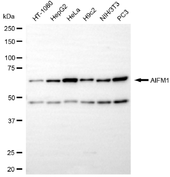 [KD Validated] Anti-AIFM1 Rabbit mAb [60P43T46]