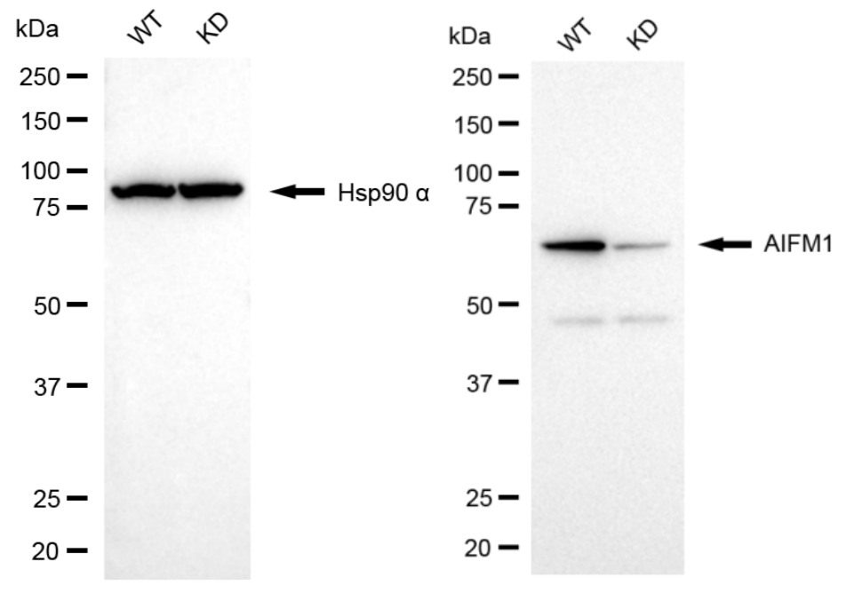 [KD Validated] Anti-AIFM1 Rabbit mAb [60P43T46]