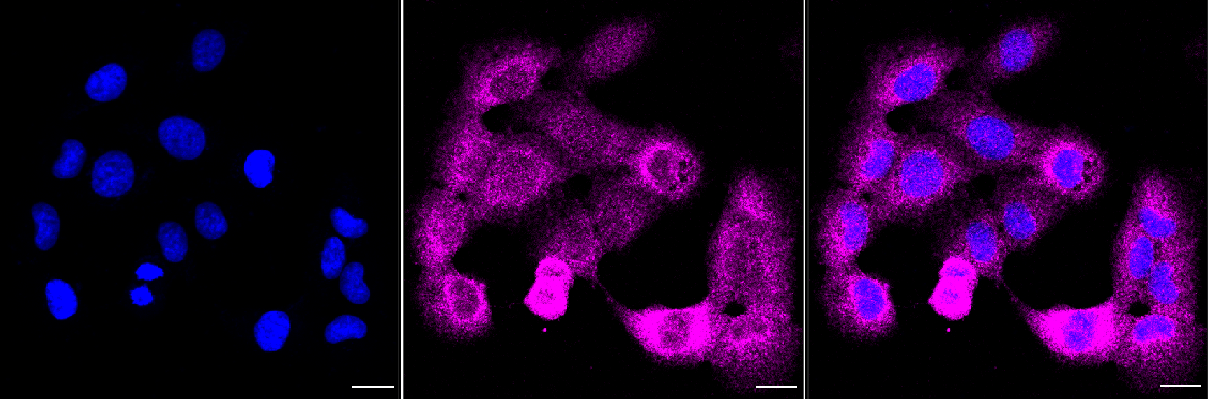 [KD Validated] Anti-CARS1 Rabbit mAb [45R82N61]