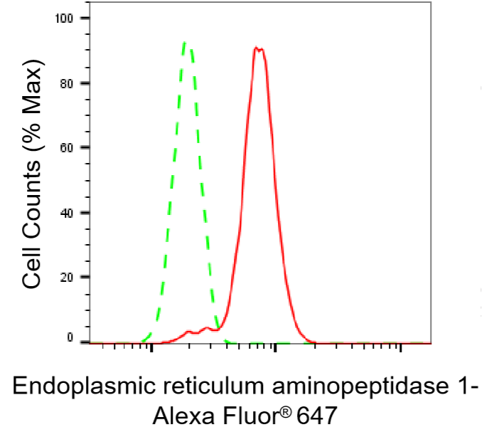 [KD Validated] Anti-ERAP1 Rabbit mAb [85E72P54]