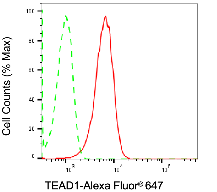 [KD Validated] Anti-TEAD1 Rabbit mAb [90P97S15]