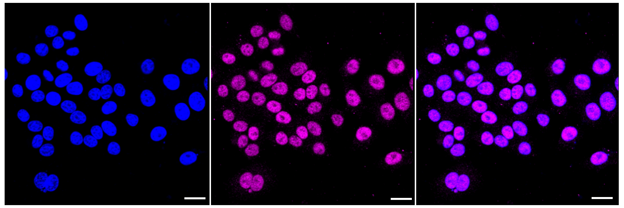 [KD Validated] Anti-TEAD1 Rabbit mAb [90P97S15]
