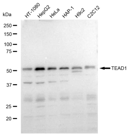 [KD Validated] Anti-TEAD1 Rabbit mAb [90P97S15]