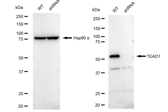 [KD Validated] Anti-TEAD1 Rabbit mAb [90P97S15]