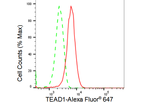 [KD Validated] Anti-TEAD1 Rabbit mAb [19Q78B07]