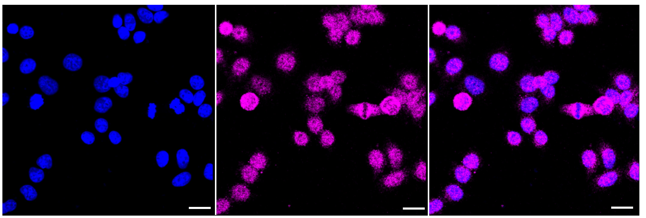 [KD Validated] Anti-TEAD1 Rabbit mAb [19Q78B07]