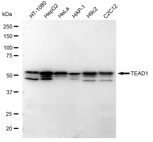 [KD Validated] Anti-TEAD1 Rabbit mAb [19Q78B07]