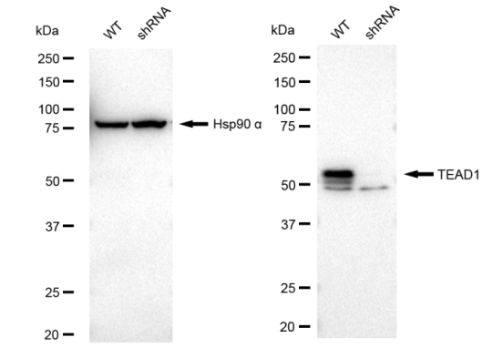 [KD Validated] Anti-TEAD1 Rabbit mAb [19Q78B07]