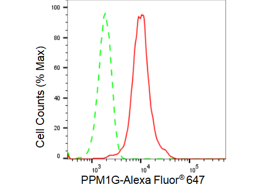 [KD Validated] Anti-PPM1G Rabbit mAb [35N56Q21]