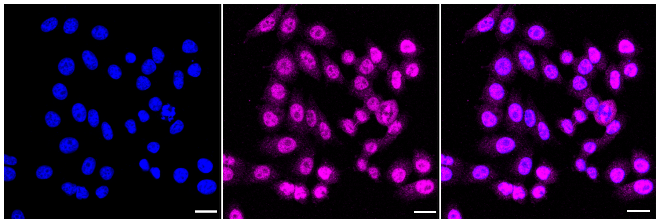 [KD Validated] Anti-PPM1G Rabbit mAb [35N56Q21]
