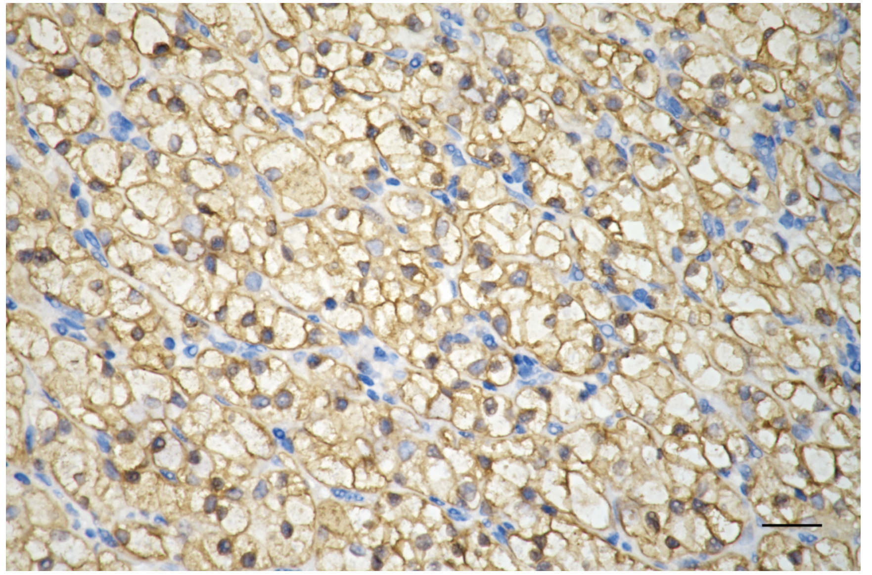 [KD Validated] Anti-PPM1G Rabbit mAb [35N56Q21]