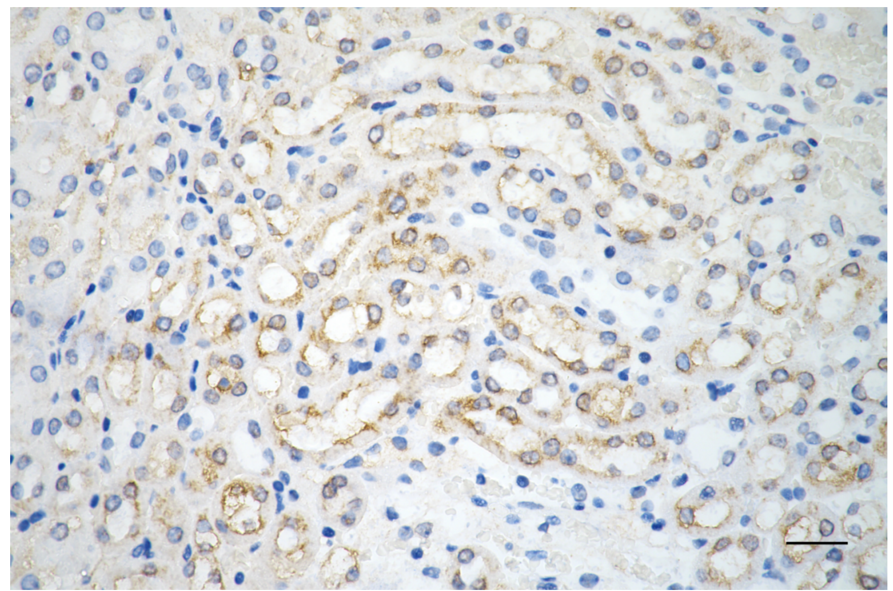 [KD Validated] Anti-PPM1G Rabbit mAb [35N56Q21]