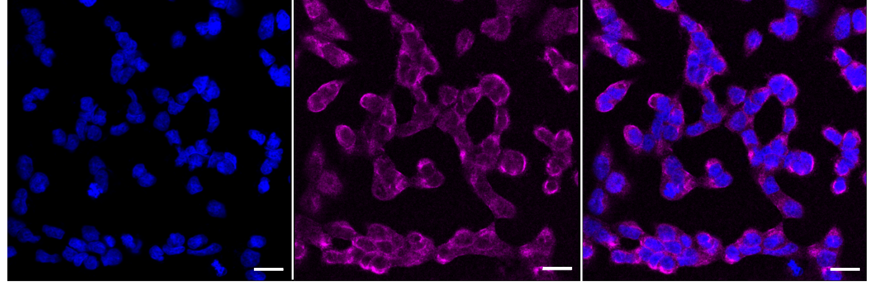 [KD Validated] Anti-PAX6 Rabbit mAb [54S94L66]
