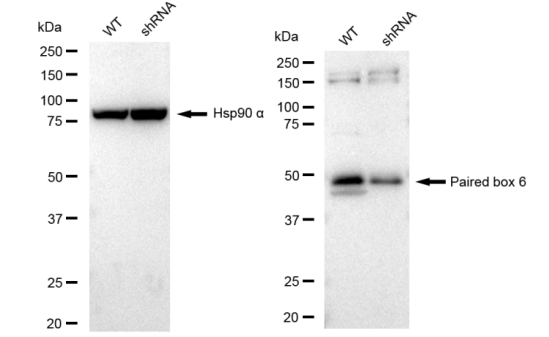 [KD Validated] Anti-PAX6 Rabbit mAb [54S94L66]