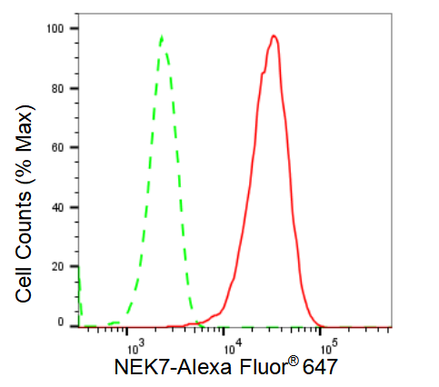 [KD Validated] Anti-NEK7 Rabbit mAb [47E27T26]