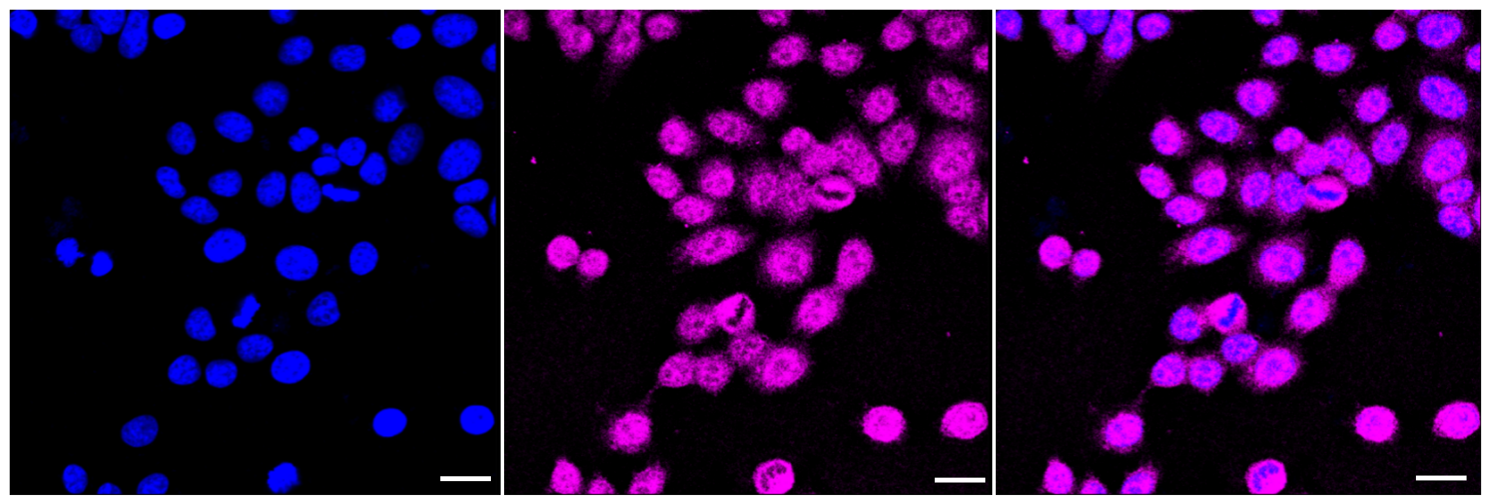 [KD Validated] Anti-NEK7 Rabbit mAb [47E27T26]
