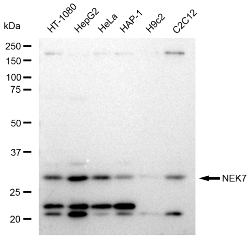 [KD Validated] Anti-NEK7 Rabbit mAb [47E27T26]
