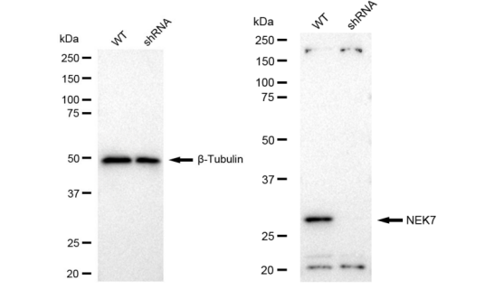 [KD Validated] Anti-NEK7 Rabbit mAb [47E27T26]