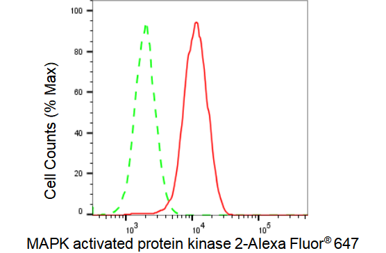 [KD Validated] Anti-MAPKAPK2 Rabbit mAb [88J48R72]
