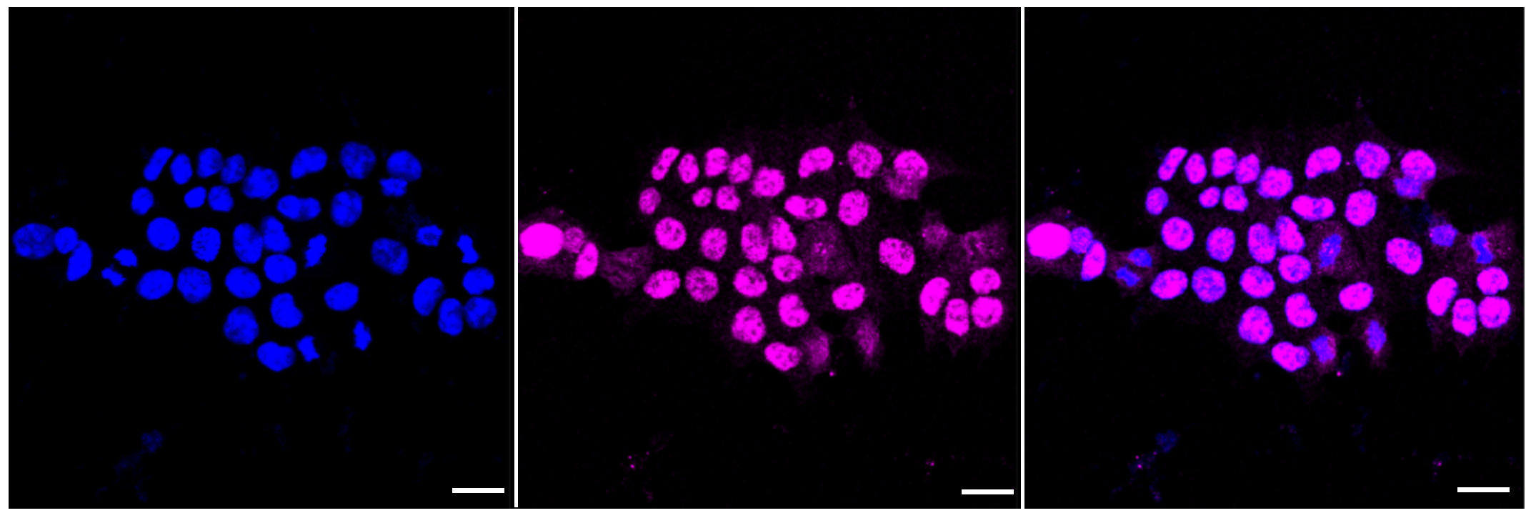 [KD Validated] Anti-MAPKAPK2 Rabbit mAb [88J48R72]
