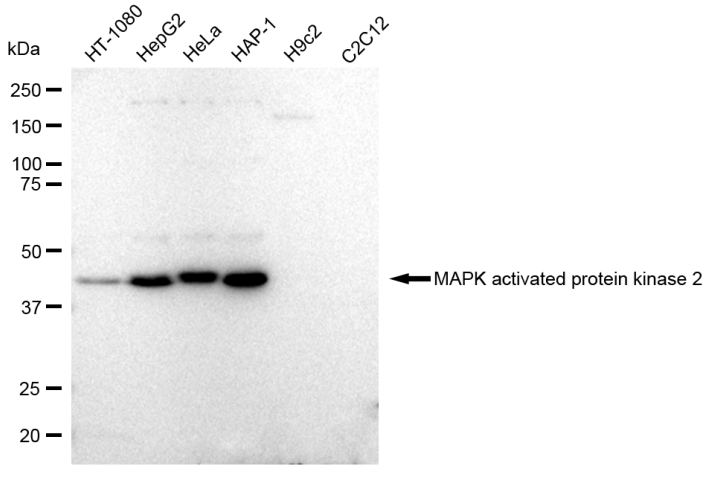 [KD Validated] Anti-MAPKAPK2 Rabbit mAb [88J48R72]