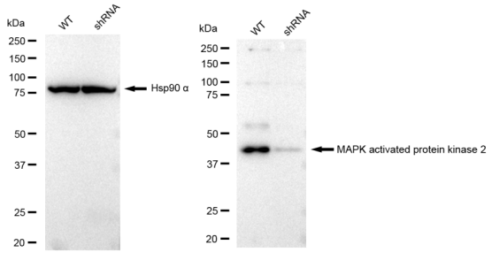 [KD Validated] Anti-MAPKAPK2 Rabbit mAb [88J48R72]