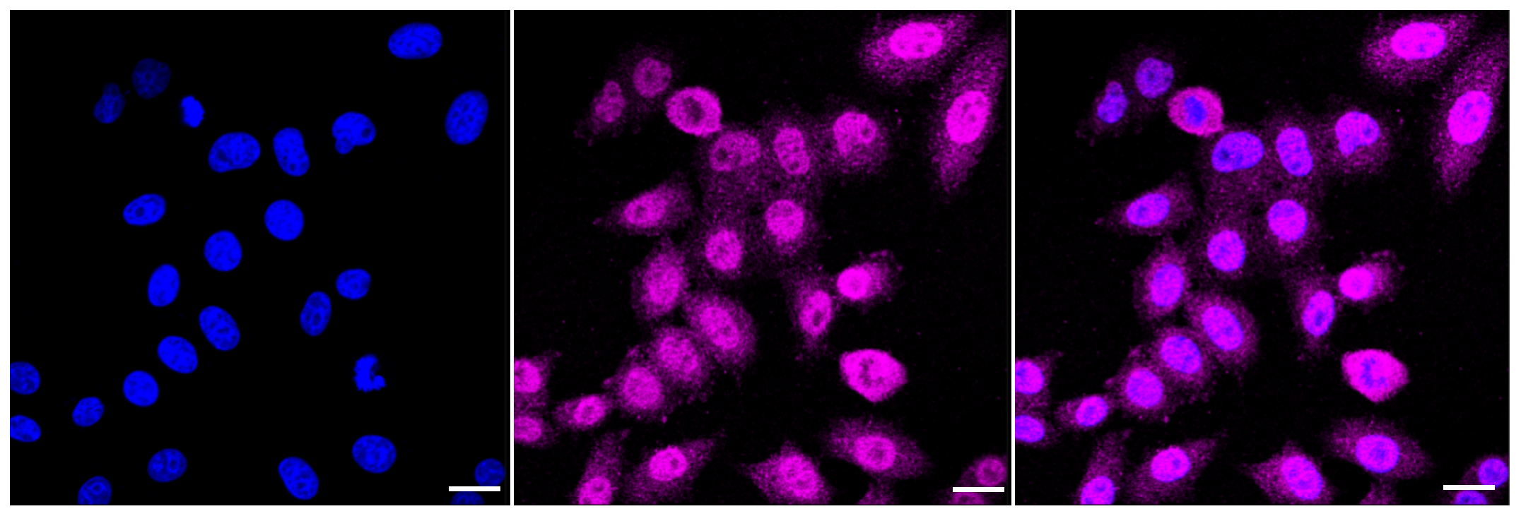 [KD Validated] Anti-MAPKAPK2 Rabbit mAb [98F76O46]