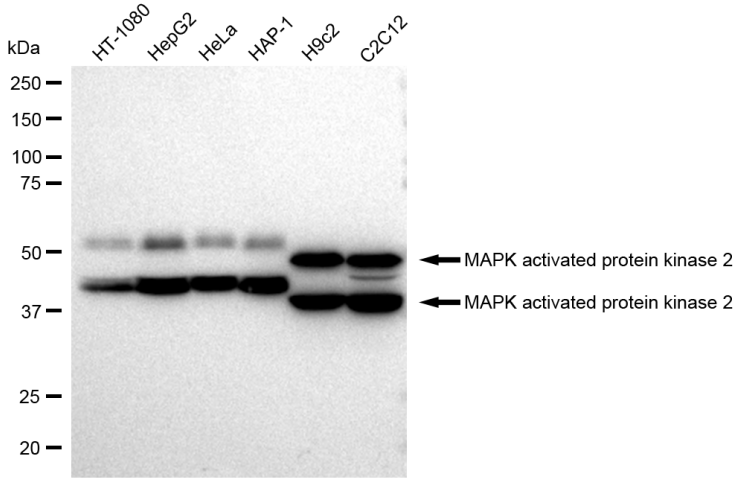 [KD Validated] Anti-MAPKAPK2 Rabbit mAb [98F76O46]