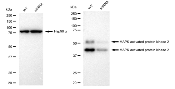 [KD Validated] Anti-MAPKAPK2 Rabbit mAb [98F76O46]