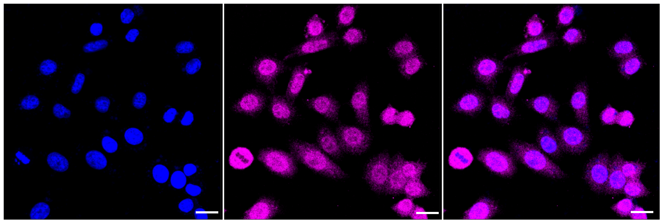 [KD Validated] Anti-MAPK3 Rabbit mAb [57G78G38]