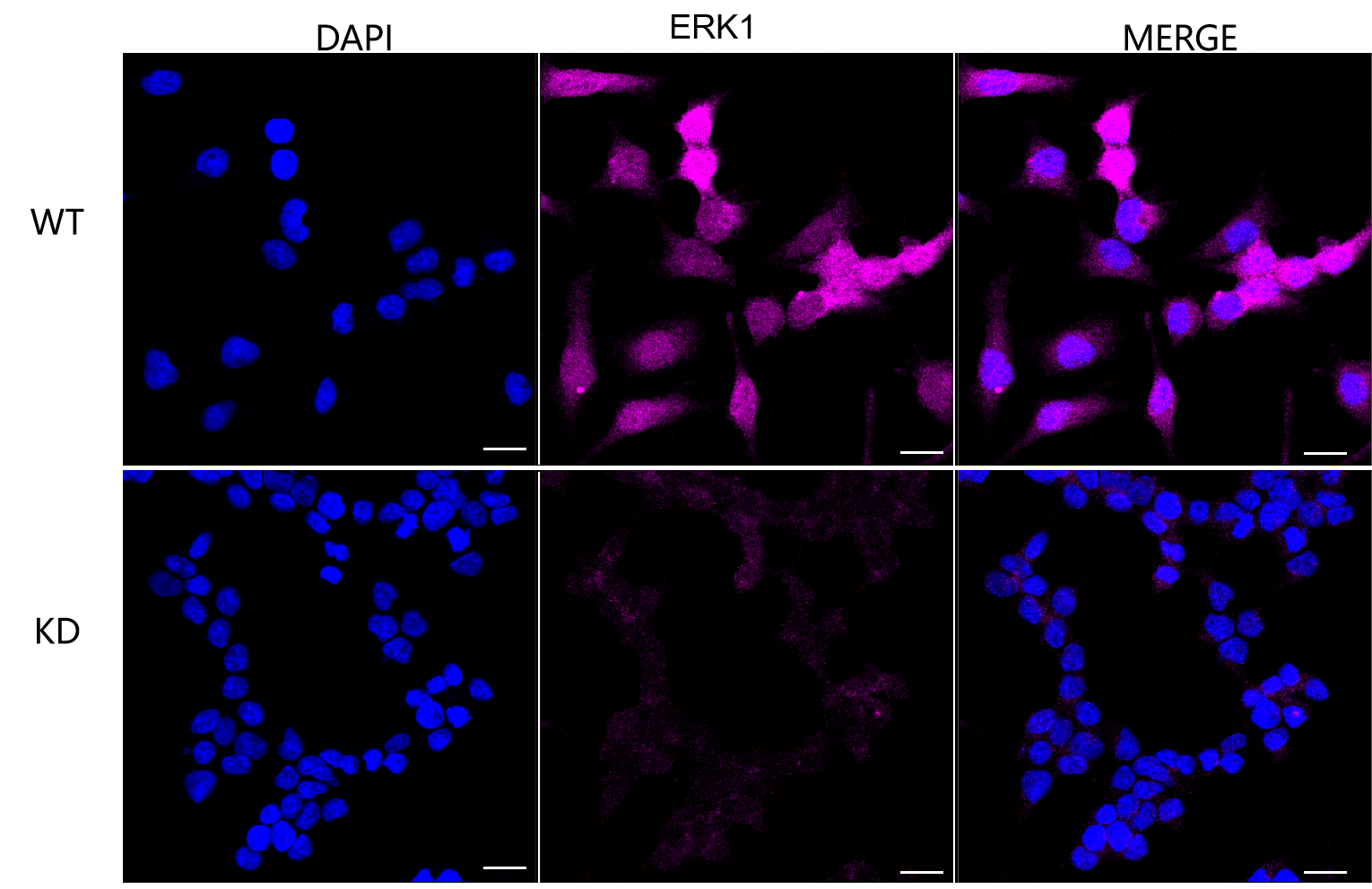[KD Validated] Anti-MAPK3 Rabbit mAb [57G78G38]