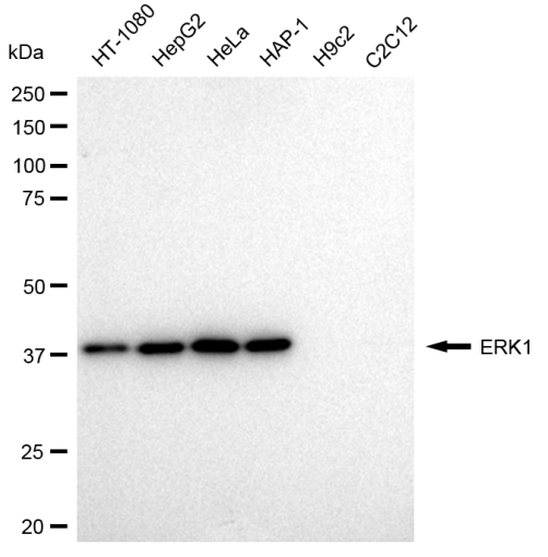 [KD Validated] Anti-MAPK3 Rabbit mAb [57G78G38]