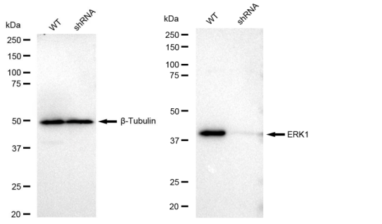 [KD Validated] Anti-MAPK3 Rabbit mAb [57G78G38]