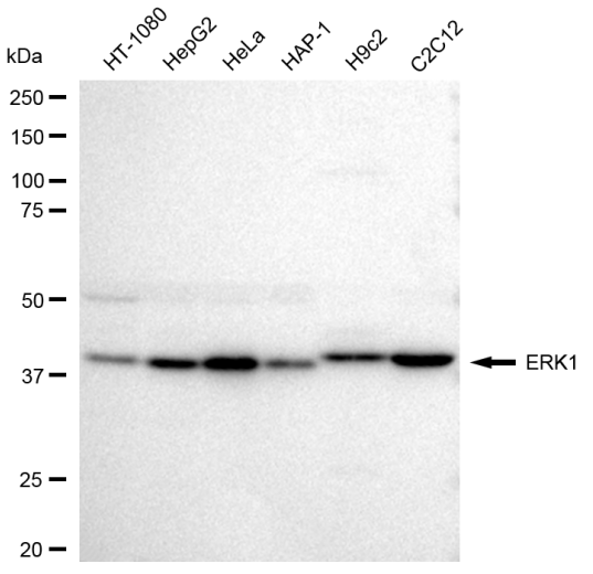 [KD Validated] Anti-MAPK3 Rabbit mAb [46S06G39]