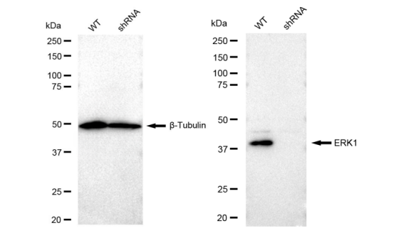 [KD Validated] Anti-MAPK3 Rabbit mAb [46S06G39]