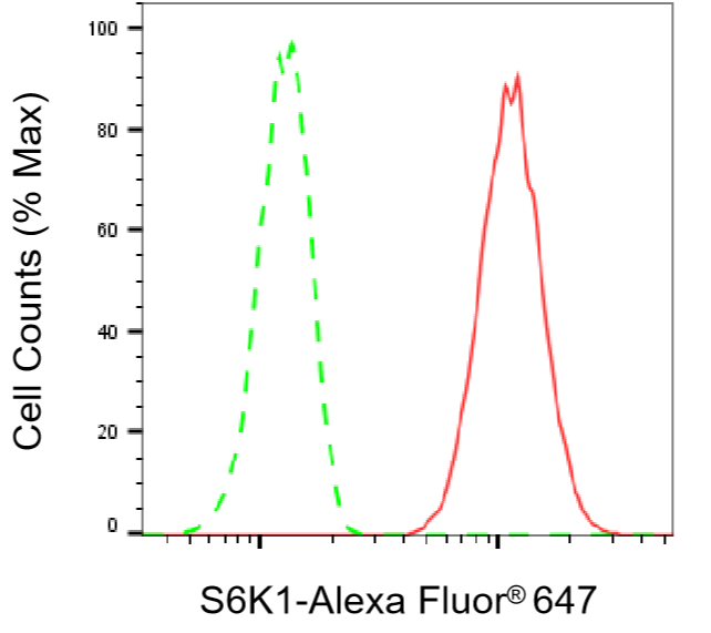 [KD Validated] Anti-RPS6KB1 Rabbit mAb [50H98F32]