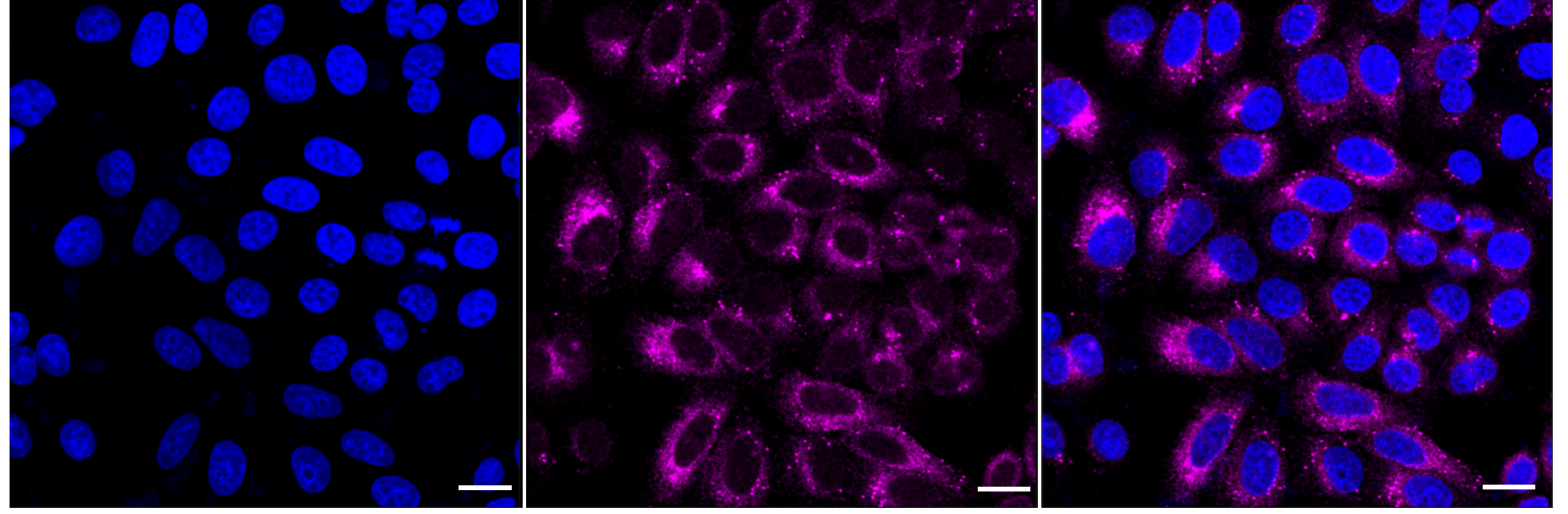 [KD Validated] Anti-P4HB Rabbit mAb [30E06R03]