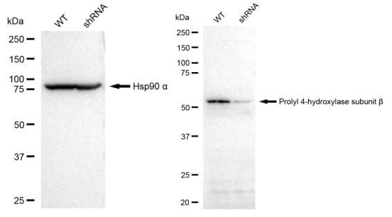 [KD Validated] Anti-P4HB Rabbit mAb [30E06R03]