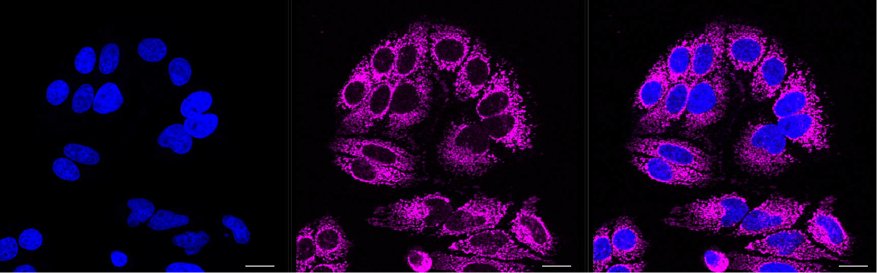[KD Validated] Anti-DIABLO Rabbit mAb [85S95Q45]