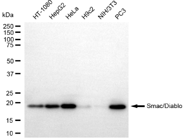 [KD Validated] Anti-DIABLO Rabbit mAb [85S95Q45]