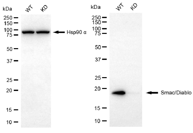 [KD Validated] Anti-DIABLO Rabbit mAb [85S95Q45]