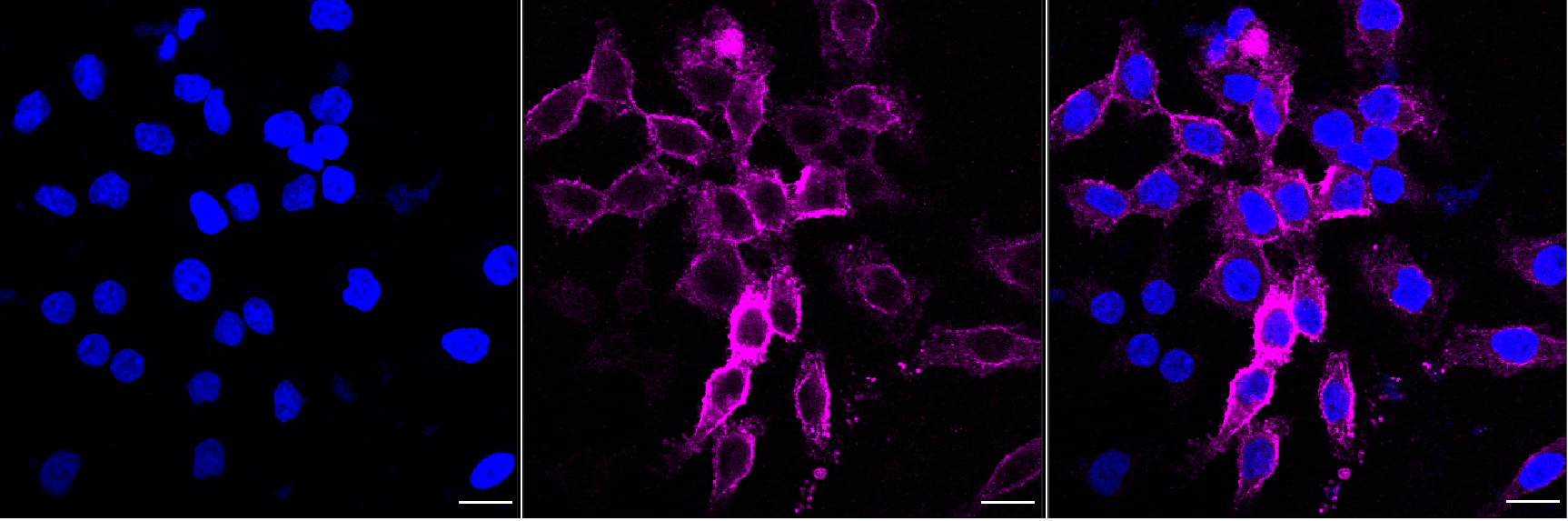[KD Validated] Anti-MUC1 Rabbit mAb [87D54R49]
