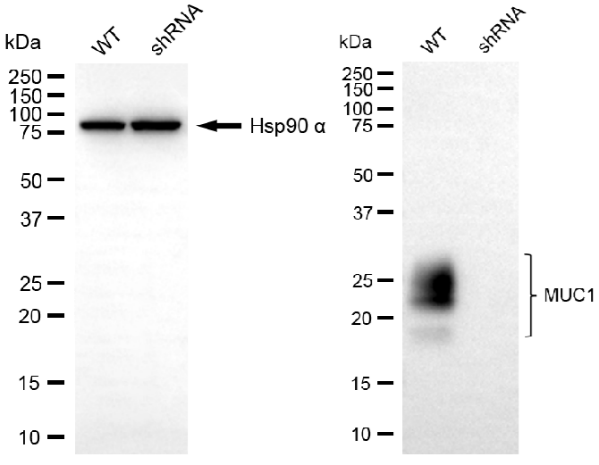 [KD Validated] Anti-MUC1 Rabbit mAb [87D54R49]