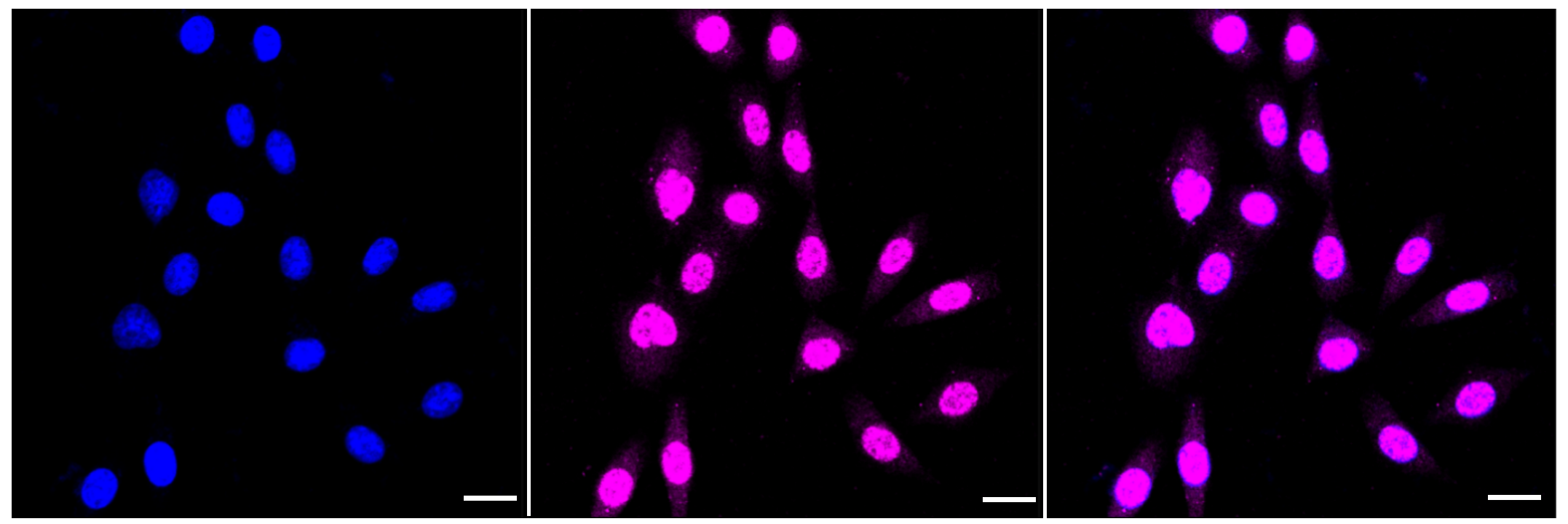 [KD Validated] Anti-CAPNS1 Rabbit mAb [93J01P44]