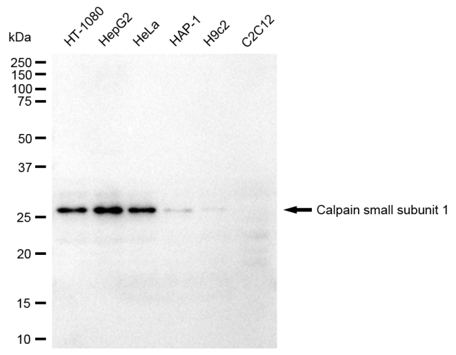 [KD Validated] Anti-CAPNS1 Rabbit mAb [93J01P44]