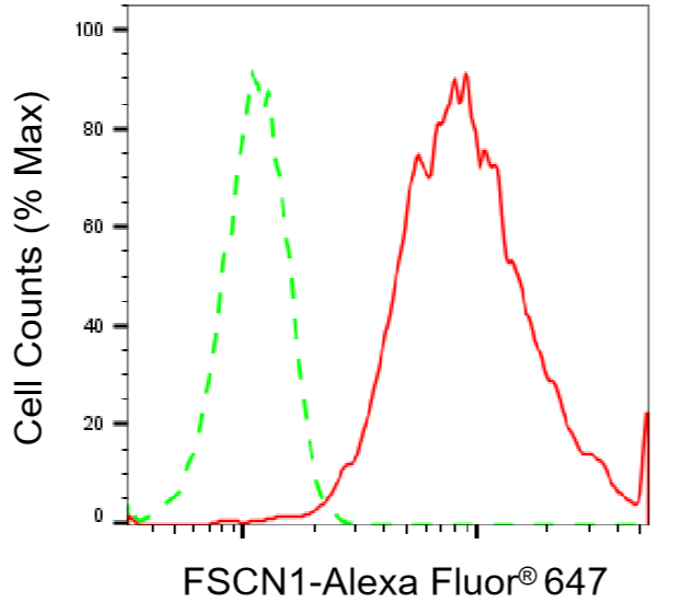 [KD Validated] Anti-FSCN1 Rabbit mAb [68H13N69]