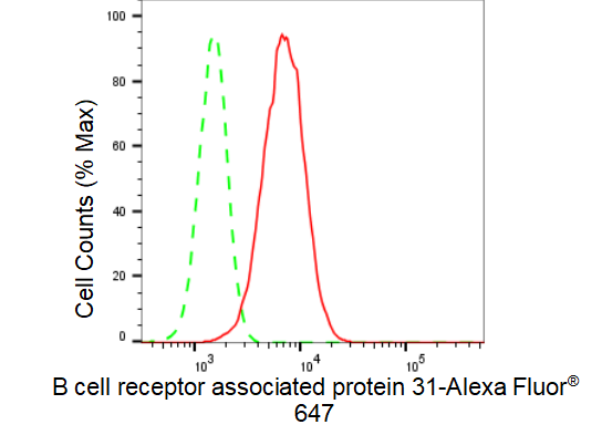 [KD Validated] Anti-BCAP31 Rabbit mAb [73S65A90]