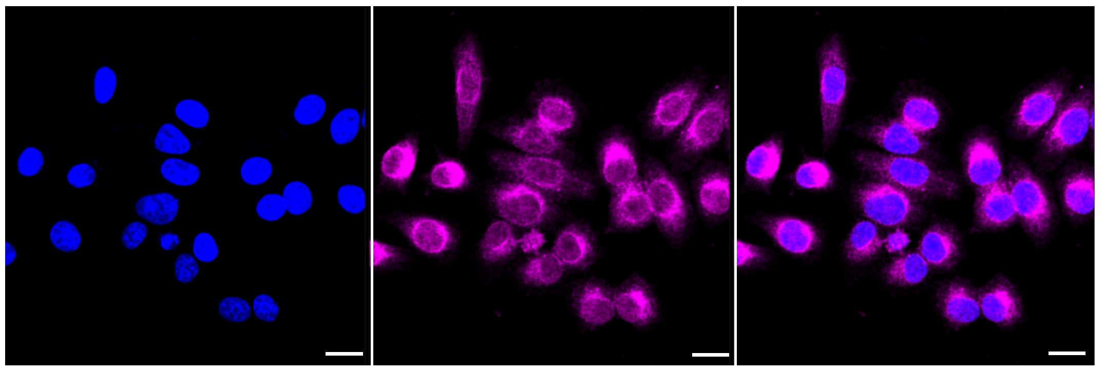 [KD Validated] Anti-BCAP31 Rabbit mAb [73S65A90]
