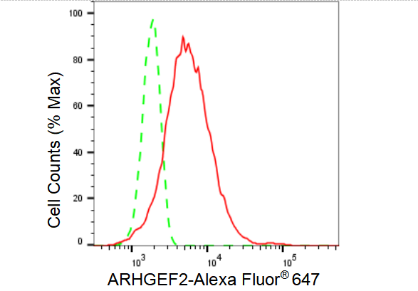 [KD Validated] Anti-ARHGEF2 Rabbit mAb [57E18J84]