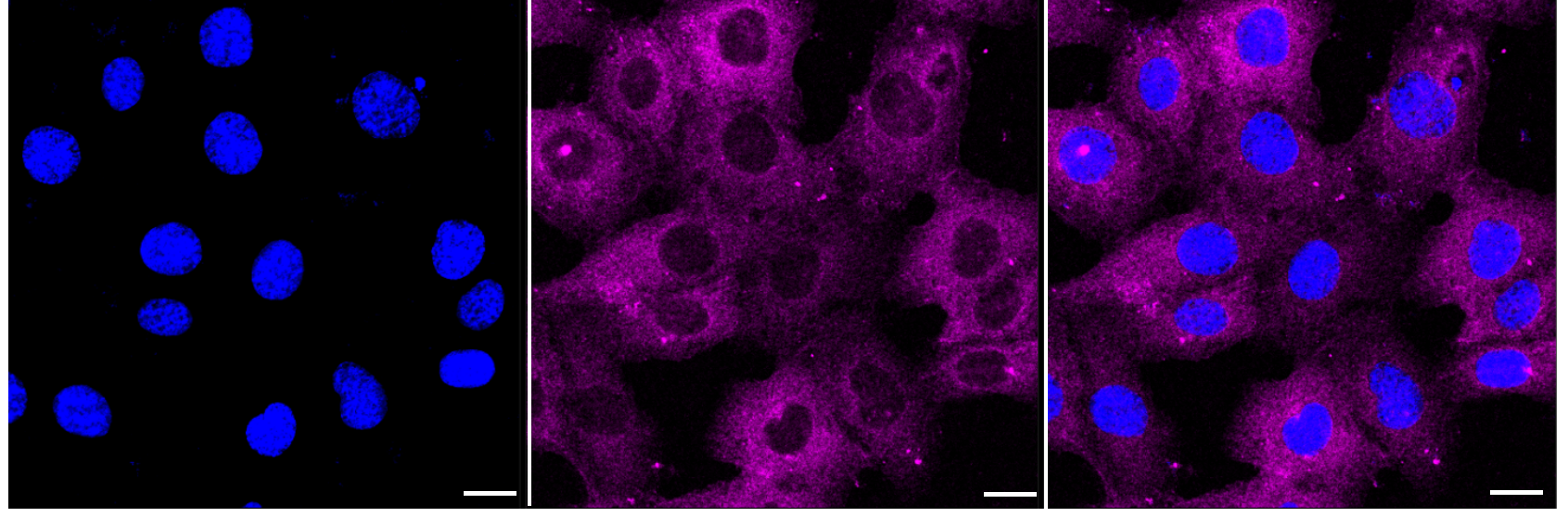 [KD Validated] Anti-ARHGEF2 Rabbit mAb [57E18J84]